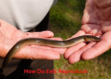 do eels live in rivers
